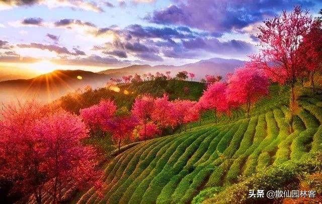 中国樱花有几个品种，中国樱花树品种（这81种樱花）