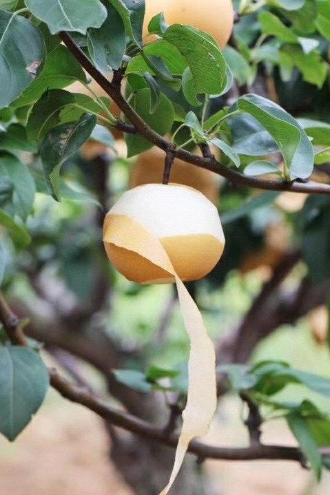 雪梨常温下能保存多久，雪梨常温能放多久（95%人会搞混品种）