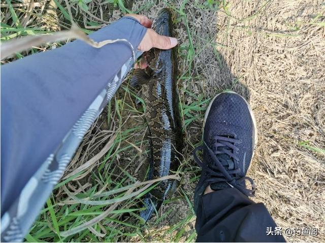 梦见钓到很多鱼，梦见钓到很多大鱼是什么兆头（你钓鱼有过什么“意外收获”）