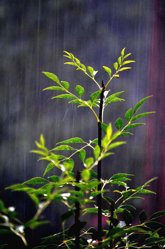 关于秋雨的优美散文，关于秋雨的散文随笔（散文：秋雨浅殇）