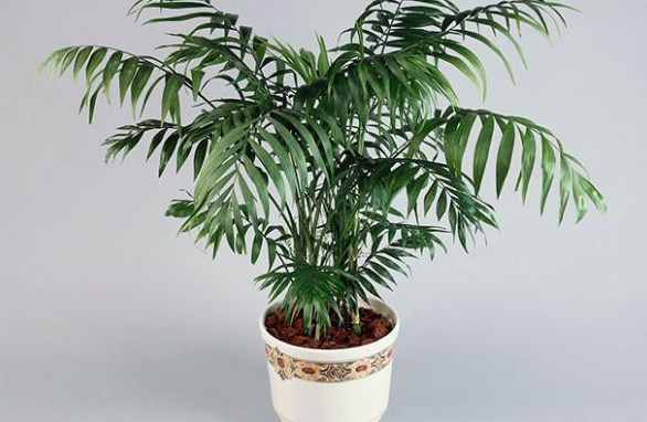 女生办公桌旺事业的风水摆件，女生办公桌旺事业摆件（办公桌空荡荡没精气神）