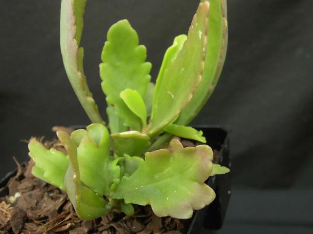 纱灯的特点，什么样的纱灯（别把大宫灯长寿和小宫灯混淆）