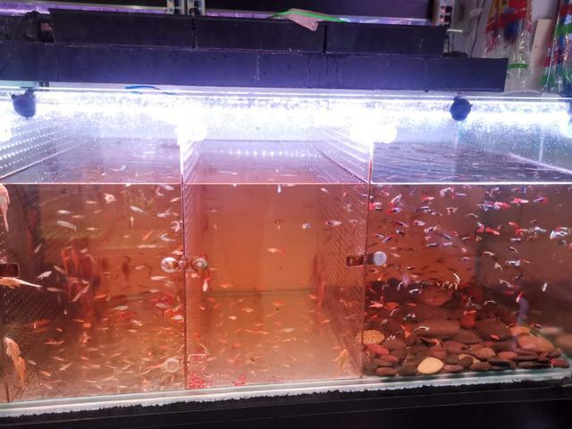 鱼缸水发黄怎么办，鱼缸里的水发黄怎么办（对付鱼缸黄水我就是这么做的）