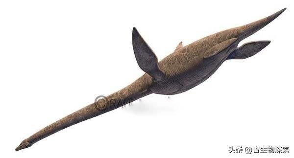 蛇颈龙的本领是什么，蛇颈龙的本领是什么意思（白垩纪的蛇颈龙像鲸鱼一样张开大嘴过滤食物）