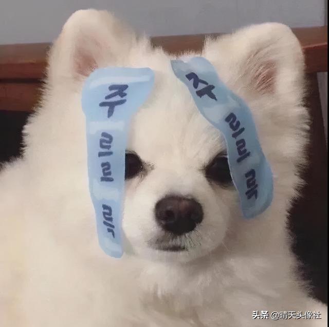 萌宠头像微信，萌宠头像（正如晚来的你皆是笑意）