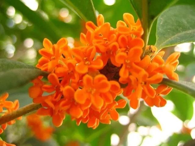 关于桂花的资料，桂花的资料（满园飘逸桂花香）