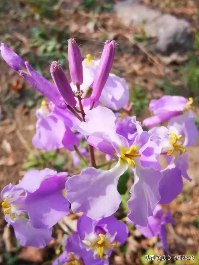 高二的家长寄语简单又朴实，高二学生家长寄语（衡中高二成年礼家长寄语）