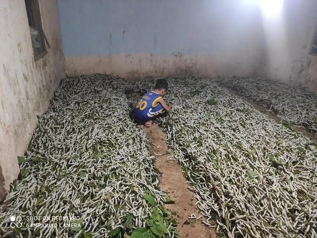 蚕卵孵化需要多少天，蚕卵孵化需要多少天（你小时候养过蚕吗）