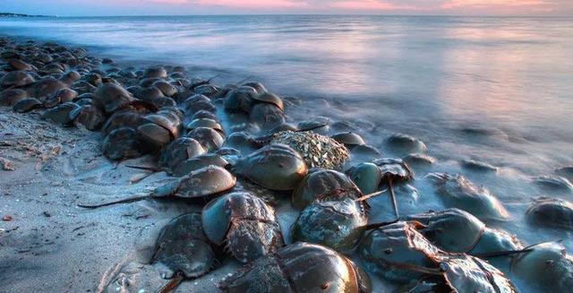 关于鲎介绍，关于鲎的知识（地球上演化4.8亿年之久）