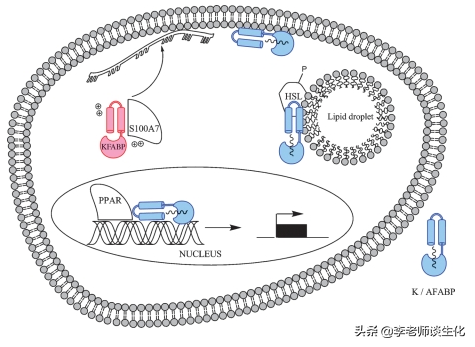 酶促反应的专一性是由什么决定的，酶促反应决定酶专一性的是（脂肪酸的转运与氧化分解）