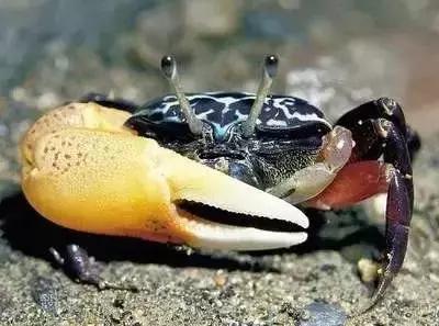 请问清炸小扒皮鱼的做法，炸小剥皮鱼的做法大全（今后再也不怕不认识海鲜了）