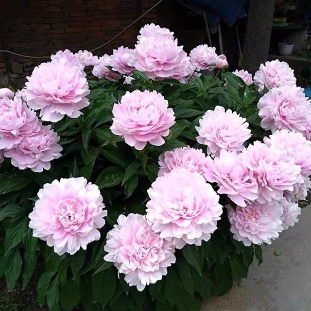 我国国花是什么花，中国国花是什么花（中国国花是什么花）