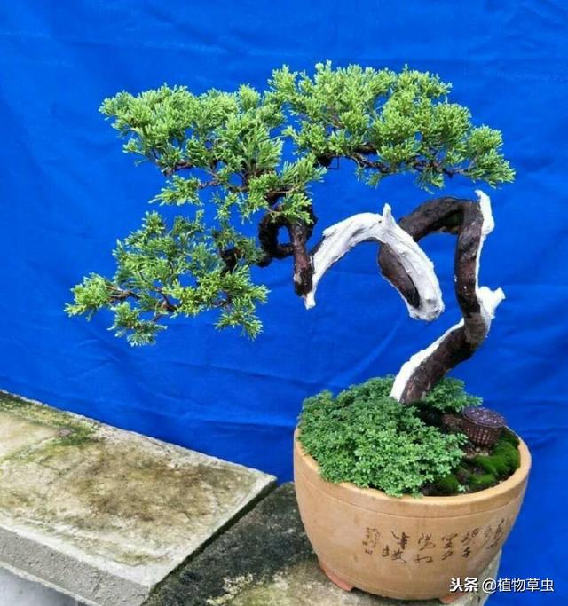 墓地绿化树苗有哪几种,松柏树能治疗白头发吗(养了十五年的真柏树盆景