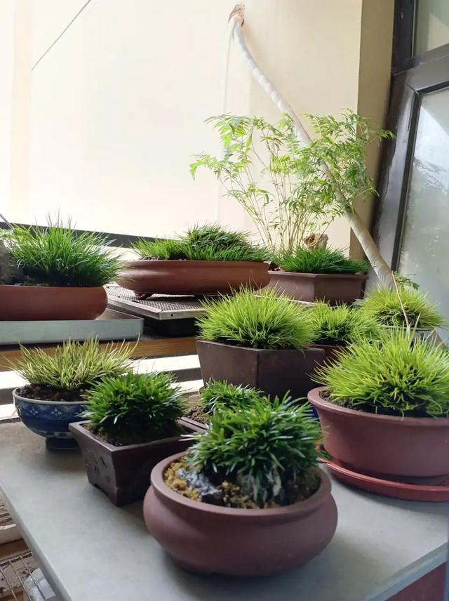 适合家里养的32种花，家里养什么花好（”家居盆花100种）