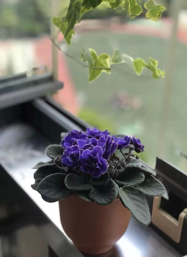 春夏秋冬四季什么花好看，这十种花几乎一年四季都开花