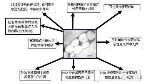 常见的可降解材料有哪些，你了解的可降解材料有哪些