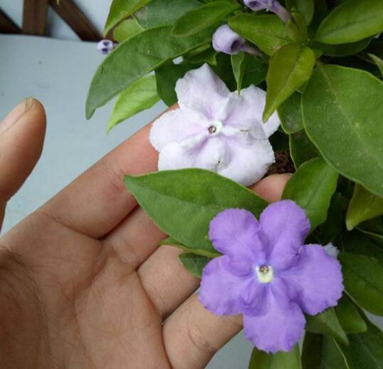 双色茉莉花苞(双色茉莉开花香吗-)-柯彬网