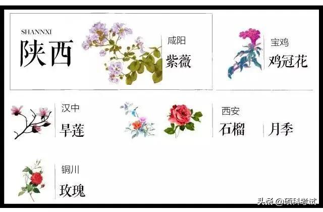 城市的市花有哪些花，关于全国各城市市花及意义