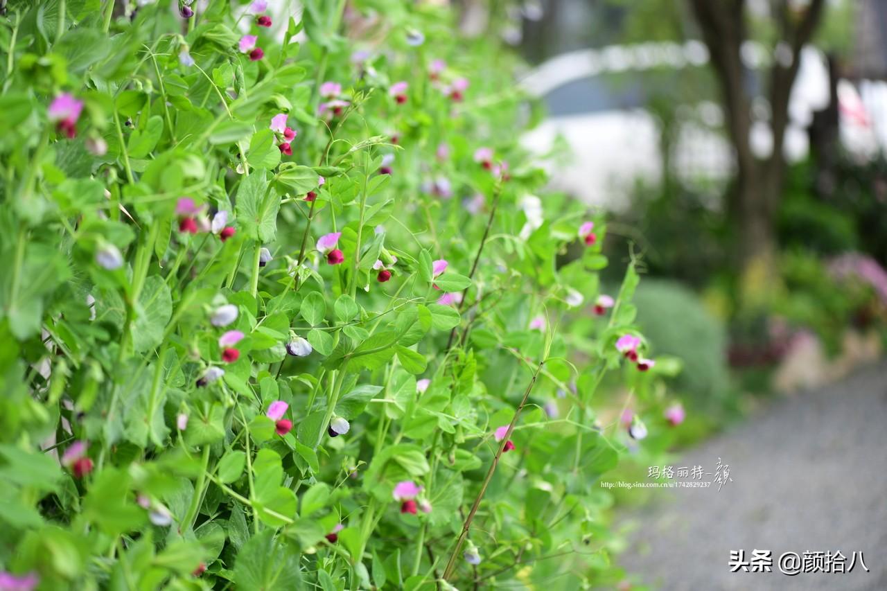 角堇一年开几次花，角堇一年生吗（一整面风车茉莉的花墙被拆掉了）