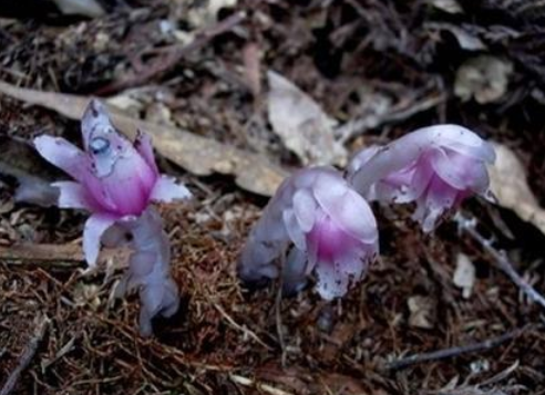 是看到,要珍惜在我们经常看到的古装电视剧中,会经常出现传说中的植物