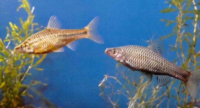 淡水观赏鱼种类，淡水观赏鱼的种类大全！（中国淡水观赏鱼图集<一>）