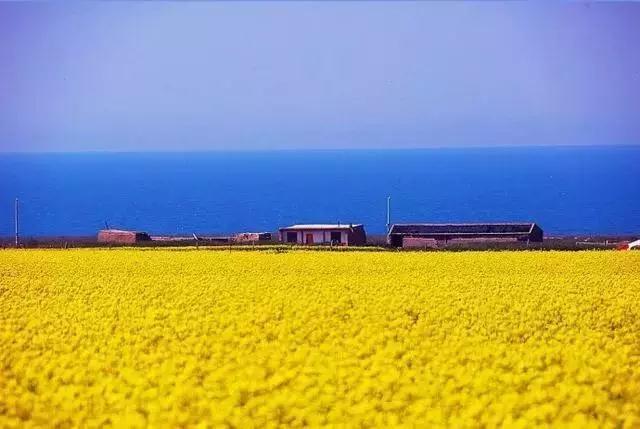 油菜花开的季节，适合家庭室内养的花与绿植（2019年全国油菜花开放时间表）