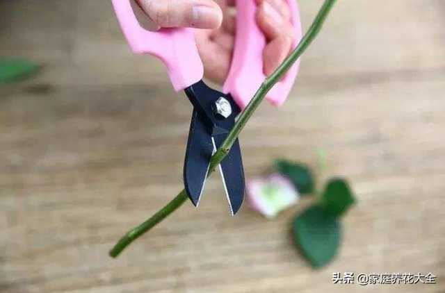 玫瑰花怎么保存，鲜花如何保存（花店御用保鲜秘籍）