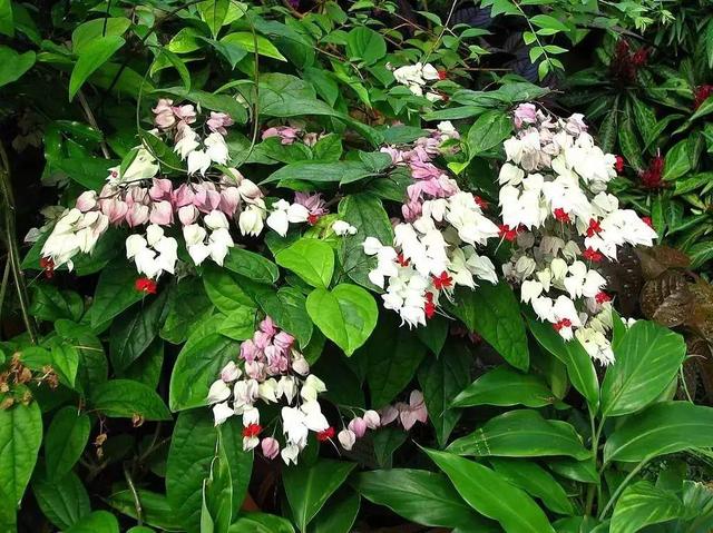龙吐珠鱼，这花会吐小珠子（龙鱼吐珠的寓意）