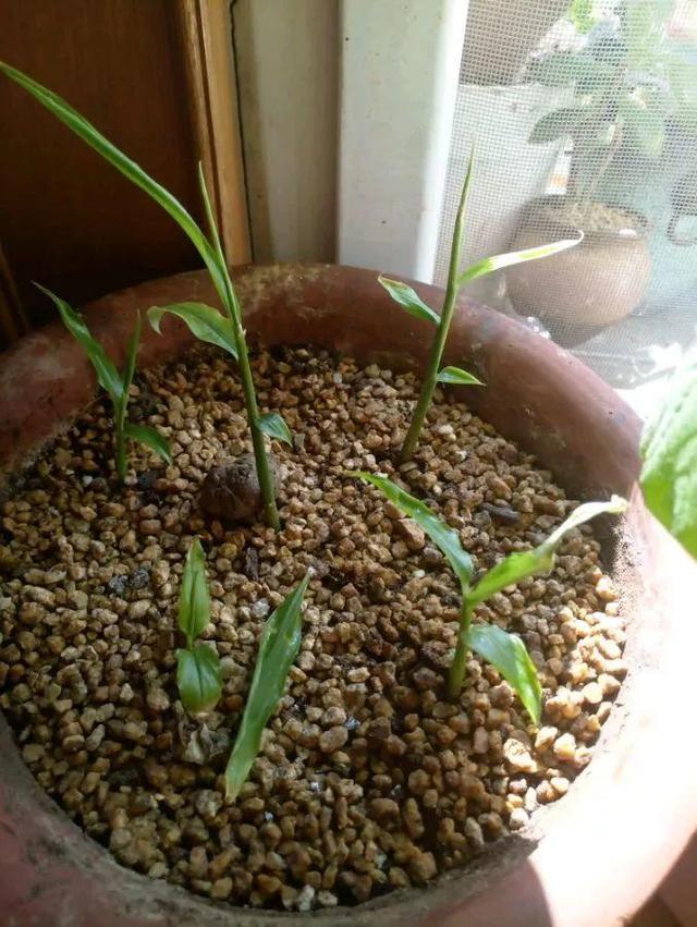 生姜芽怎么种，发芽的生姜丢盆里