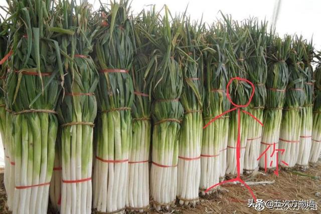 小葱和大葱的区别，小葱和大葱的区别有哪些（国内葱属蔬菜大全，你认识几个）
