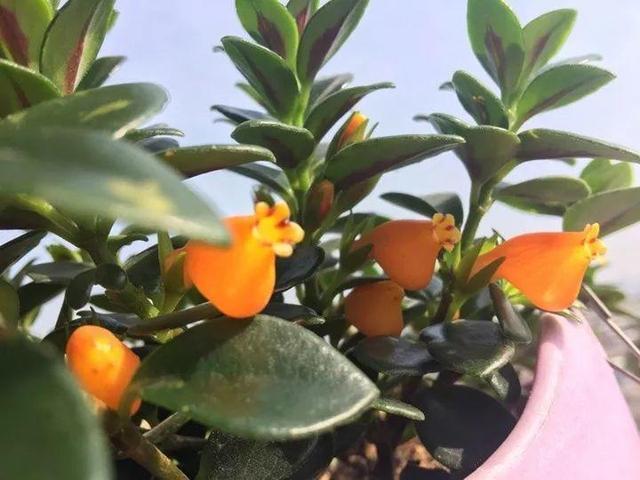 金鱼吊兰怎么养才开花，1年四季都能开花