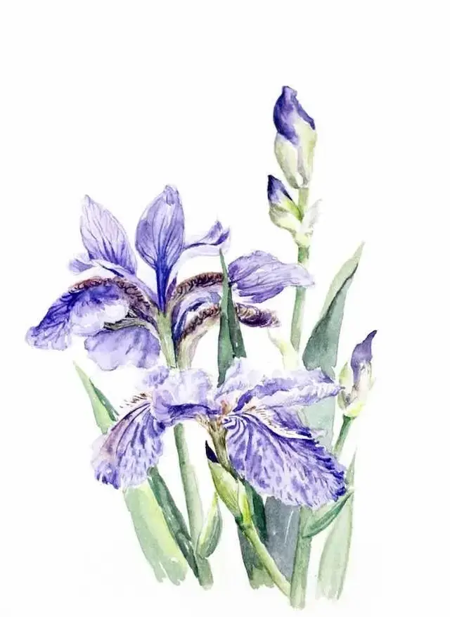 洋甘菊花语寓意，洋甘菊的花语和寓意是什么（礼赞•花语）