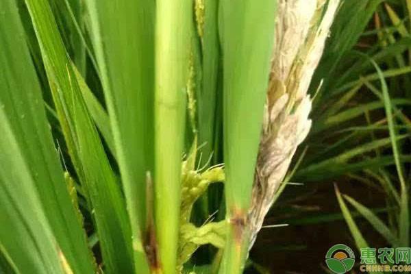 水稻恶苗病发病原因是什么,水稻恶苗病是什么原因造成( 徒长病>发病