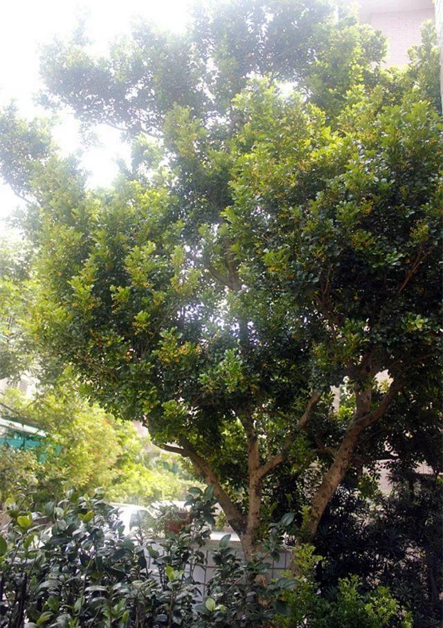 一梦两三年一花一世界网名，一梦两三年一花一世界微信昵称（千年的紫藤树···5种花越老越值钱）