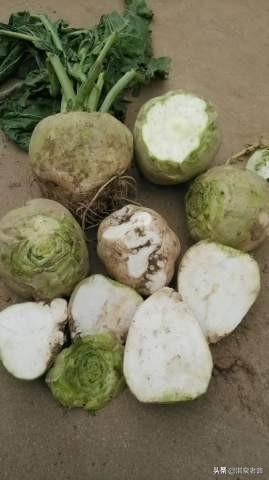 芥菜是什么菜俗称是什么，芥是什么蔬菜（芥菜疙瘩<芥菜>种植正当时）