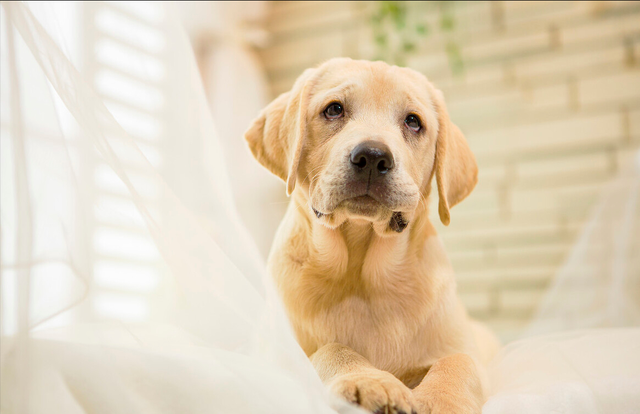 拉不拉多犬，“拉布拉多”究竟几个月长成大狗呢（拉布拉多犬纯种）