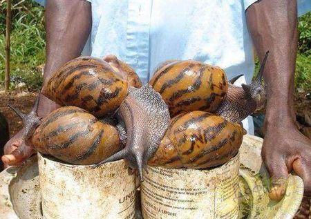 蜗牛居然是“蛋生”的，蜗牛产卵是什么样子的（广东发现一种大蜗牛）