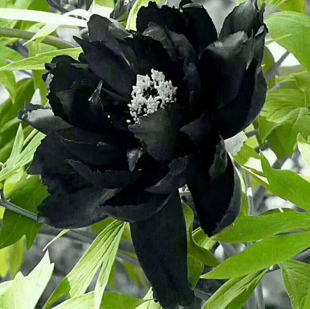 牡丹是什么意思，凤穿牡丹是什么意思（现在是牡丹盛开时节）