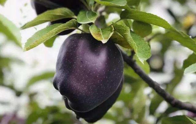 黑色的水果有哪些，常见的黑色的水果有哪些（谁说水果以稀为贵）