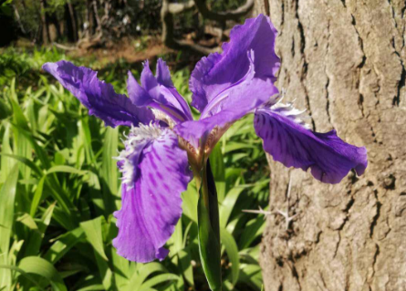 花的由来，玫瑰花的由来（花的名字是怎么来的）