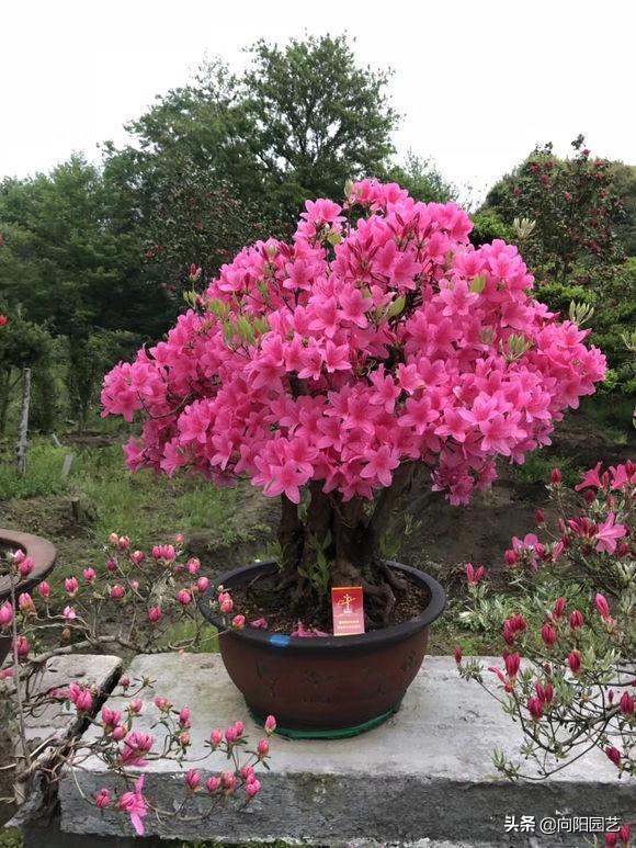 杜鹃花的养殖，盆栽杜鹃的养殖小妙招（西洋杜鹃的养殖方法和注意事项）