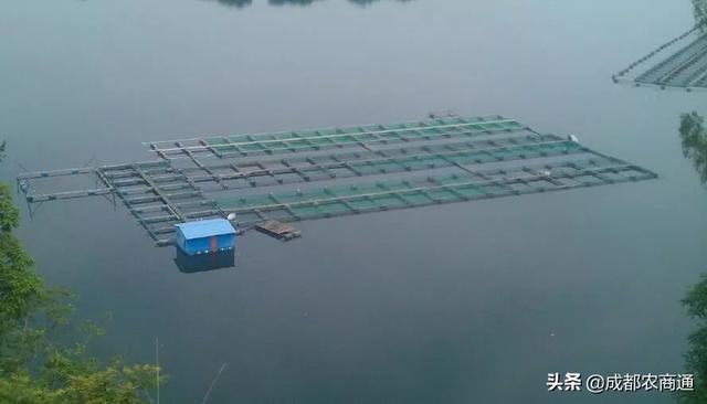 甲鱼是怎样养殖，多种方式，总有一个适合你