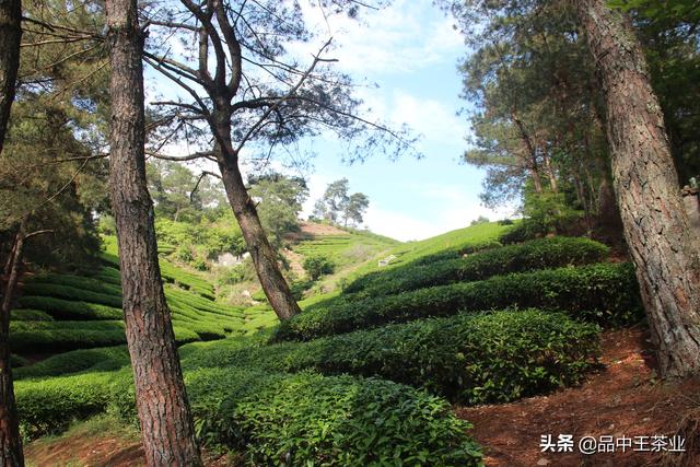 水金龟属于什么茶，十大最贵岩茶品牌（武夷岩茶——水金龟）