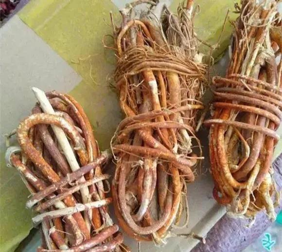 五指毛桃根，五指毛桃根须和根径哪个好（又能食用又能药用）