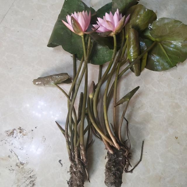 【睡莲】睡莲的特点，睡莲的特点有哪些（再小的花园）