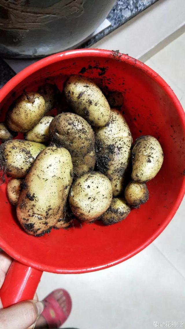 平菇种植最简单方法，平菇种植最简单的方法（喷喷水就能长）