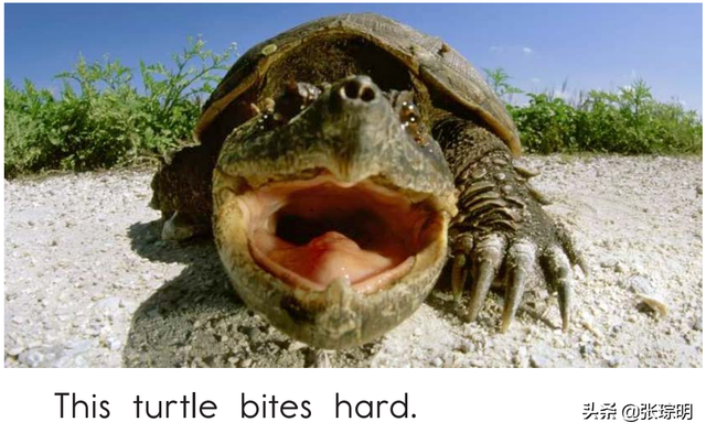 乌龟的英文怎么写图片