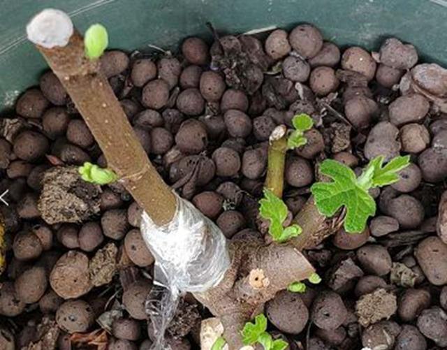 硫磺酸是什么（让绣球开出梦幻蓝）