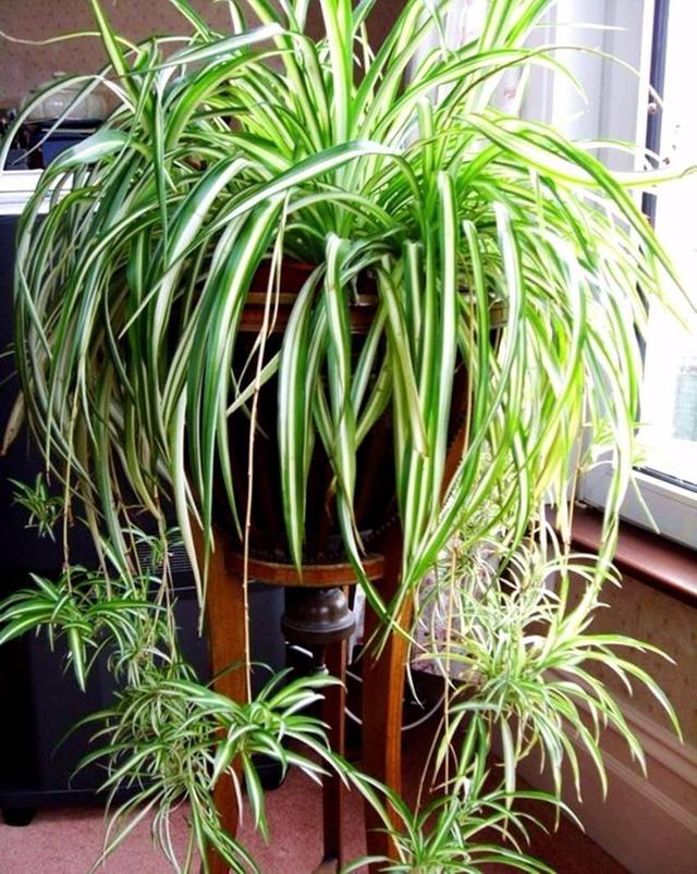 吊兰可以晒太阳吗，吊兰要不要晒太阳（春天养吊兰是“多”晒太阳好）