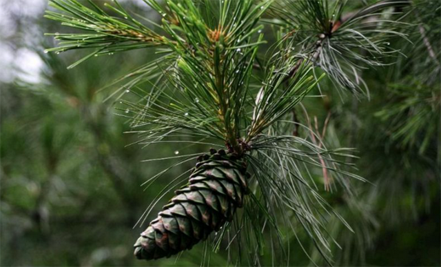 松树的特点是什么，春天松树的特点是什么（专业耐“极限”恶劣环境）